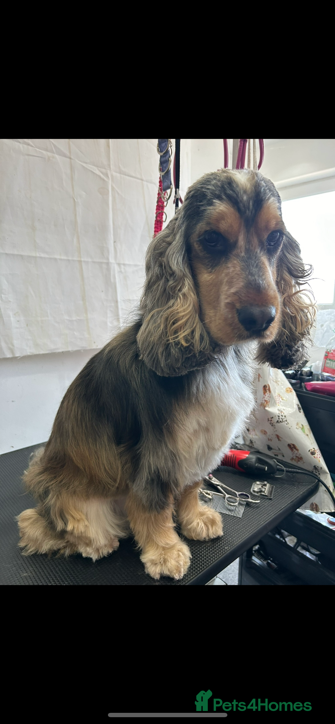 Cocker Spaniel dogs for sale: KC registered, health tested, Show cocker spaniels - Advert 25