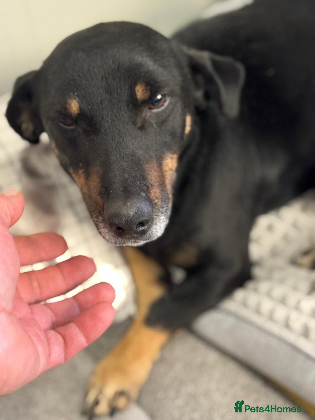 Mixed Breed dogs for adoption: Beautiful Ember looking for love - Advert 3