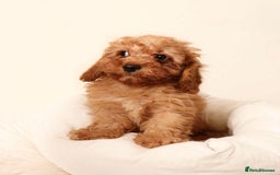 Cavapoochon dogs for sale: Stunning Cavapoochons ready now  - Image 1