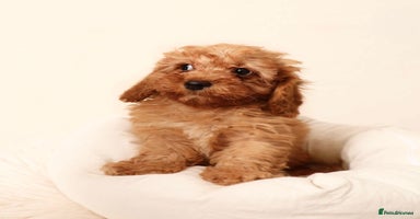 Cavapoochon dogs - Advert 2