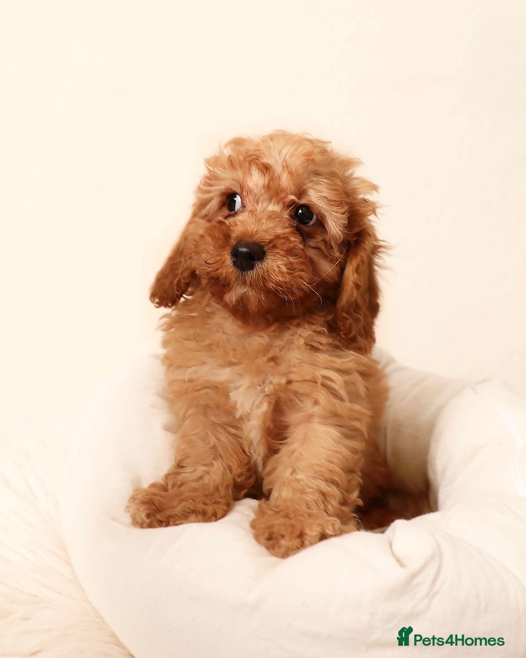 Cavapoochon dogs for sale: Stunning Cavapoochons ready now  - Image 1