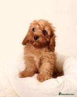 Cavapoochon dogs - Advert 16