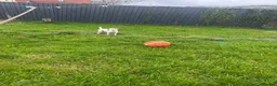 Jack Russell dogs for sale: Jack russel puppies - Advert 2