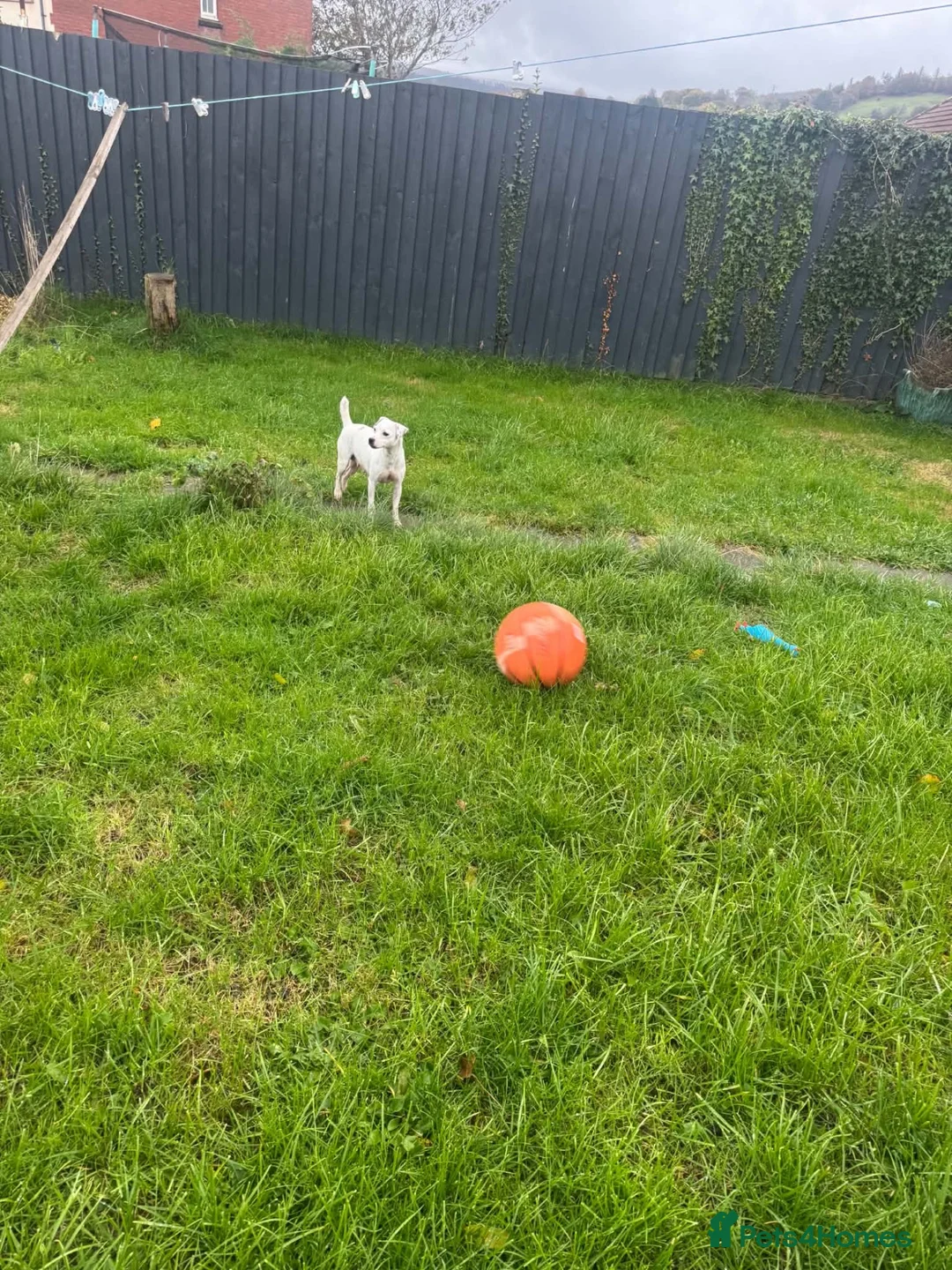 Jack Russell dogs for sale: Jack russel puppies - Advert 2