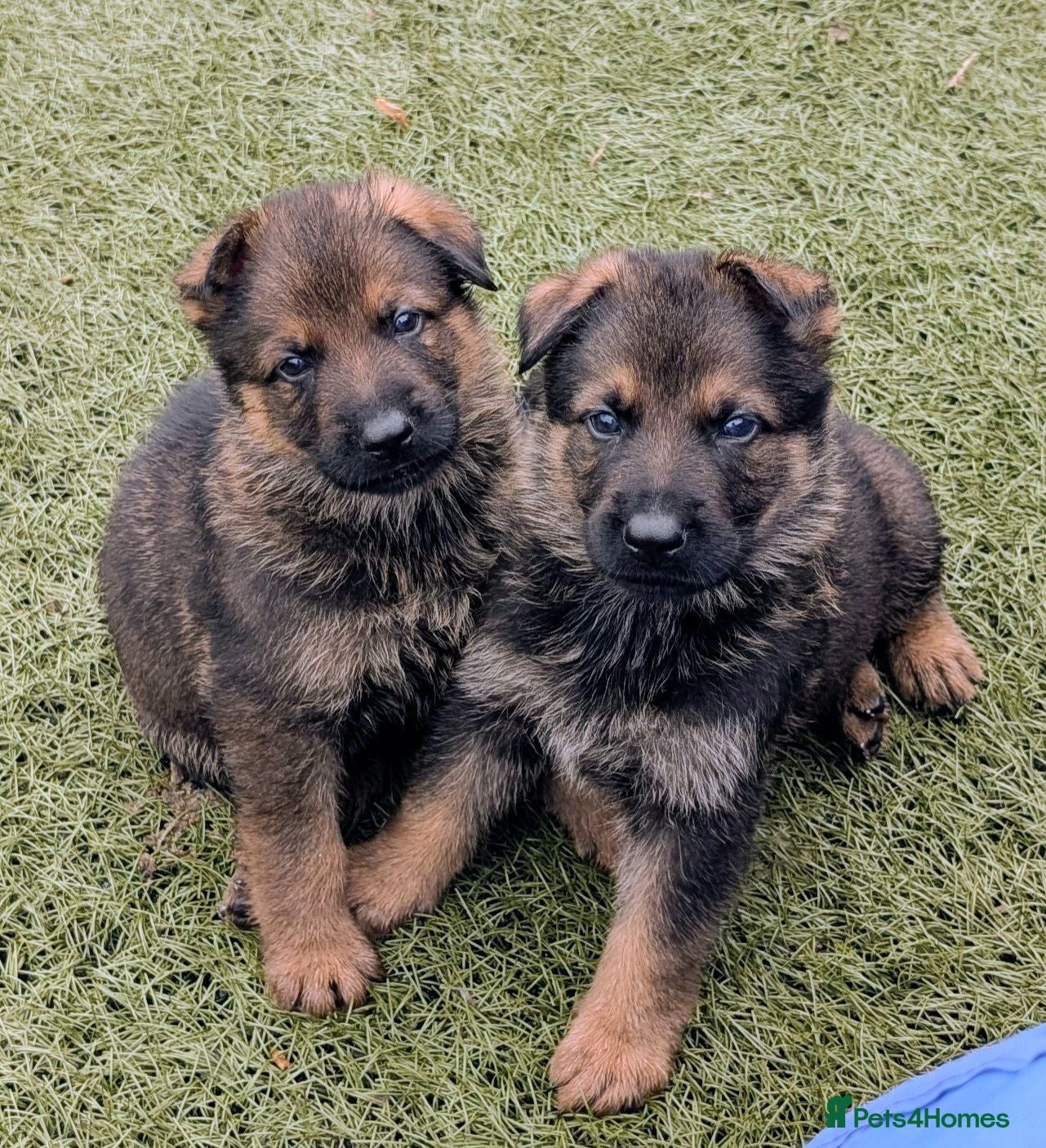 German Shepherd dogs K.C. reg GSD pups - Advert 1