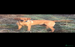 Labrador Retriever dogs for sale: KC Labrador pups - Image 6