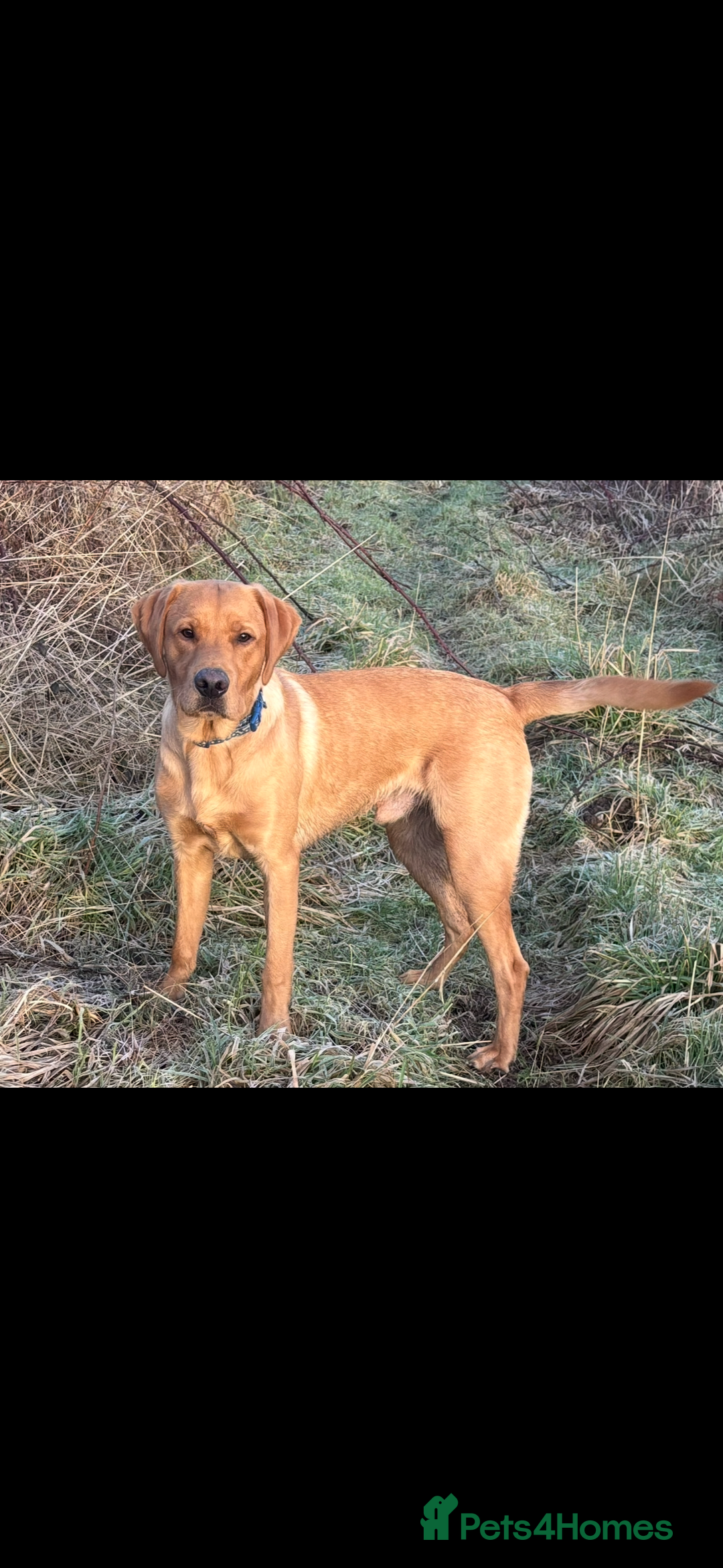 Labrador Retriever dogs for sale: KC Labrador pups - Image 6