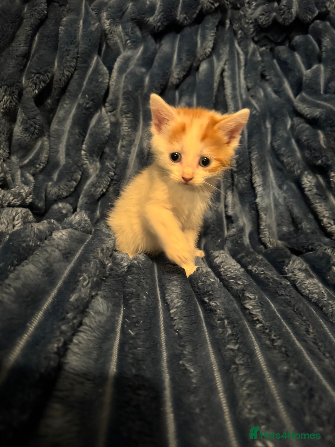 Domestic Shorthair cats for sale: Beautiful kittens - Image 6