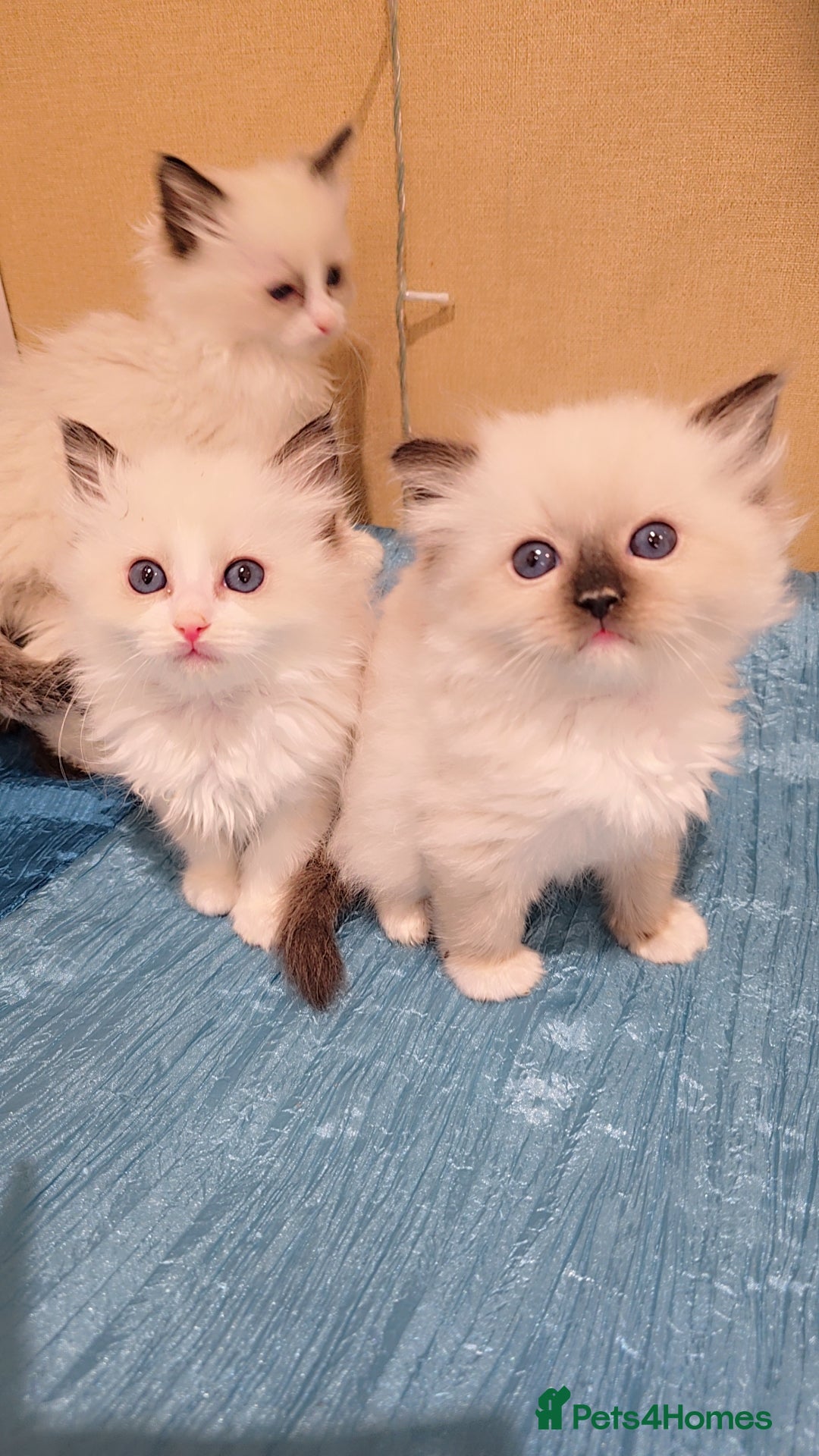 Ragdoll cats for sale: TICA REGISTERED KITTENS/Active - Advert 21