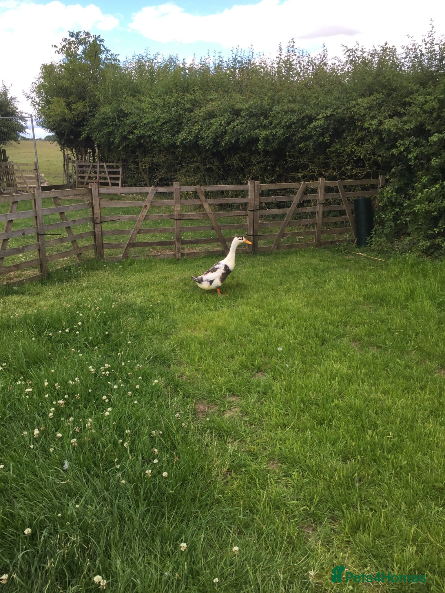 Ducks poultry Four adult Indian Runner hybrids - Advert 2