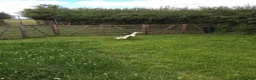 Ducks poultry for sale: Four adult Indian Runner hybrids - Advert 2
