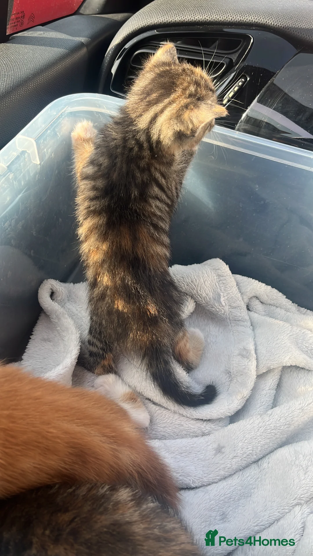 Mixed Breed cats for sale: 3 Adorable kittens available to reserve  - Advert 2