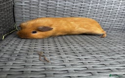 Guinea Pig rodents for sale: Guinea pigs - Image 8