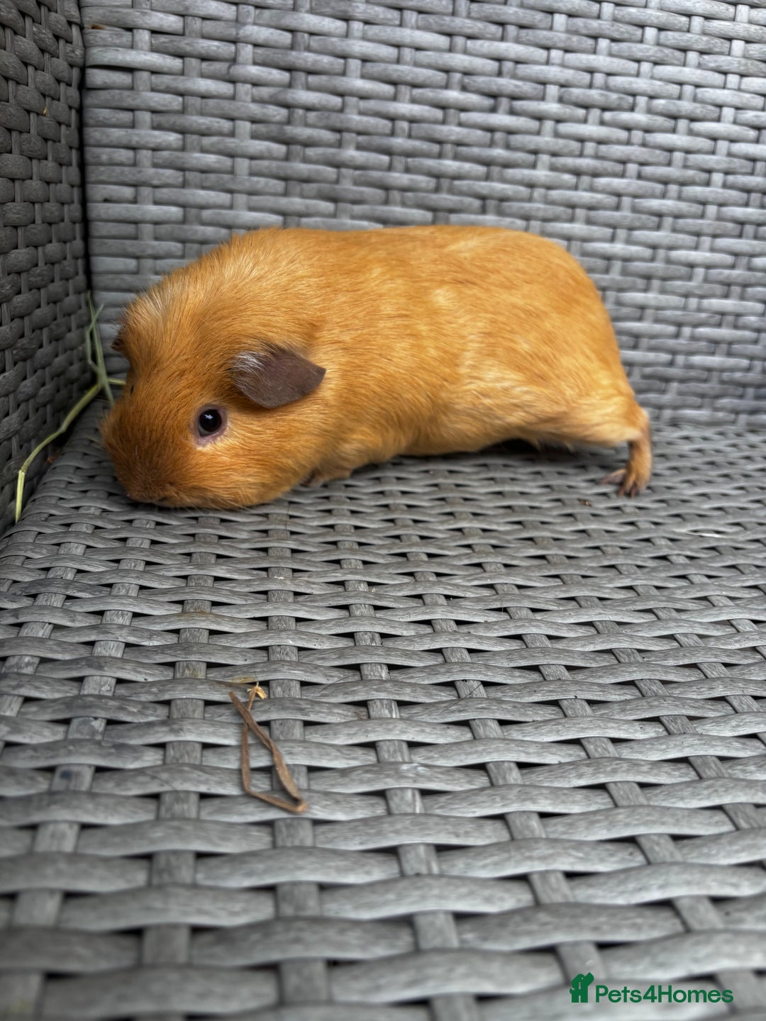 Guinea Pig rodents for sale: Guinea pigs - Image 8