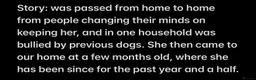 Shar Pei dogs for sale: Shar-pei in Washington - Advert 6