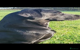 Labrador Retriever dogs for stud: Stunning KC registered Black Labrador  - Image 2