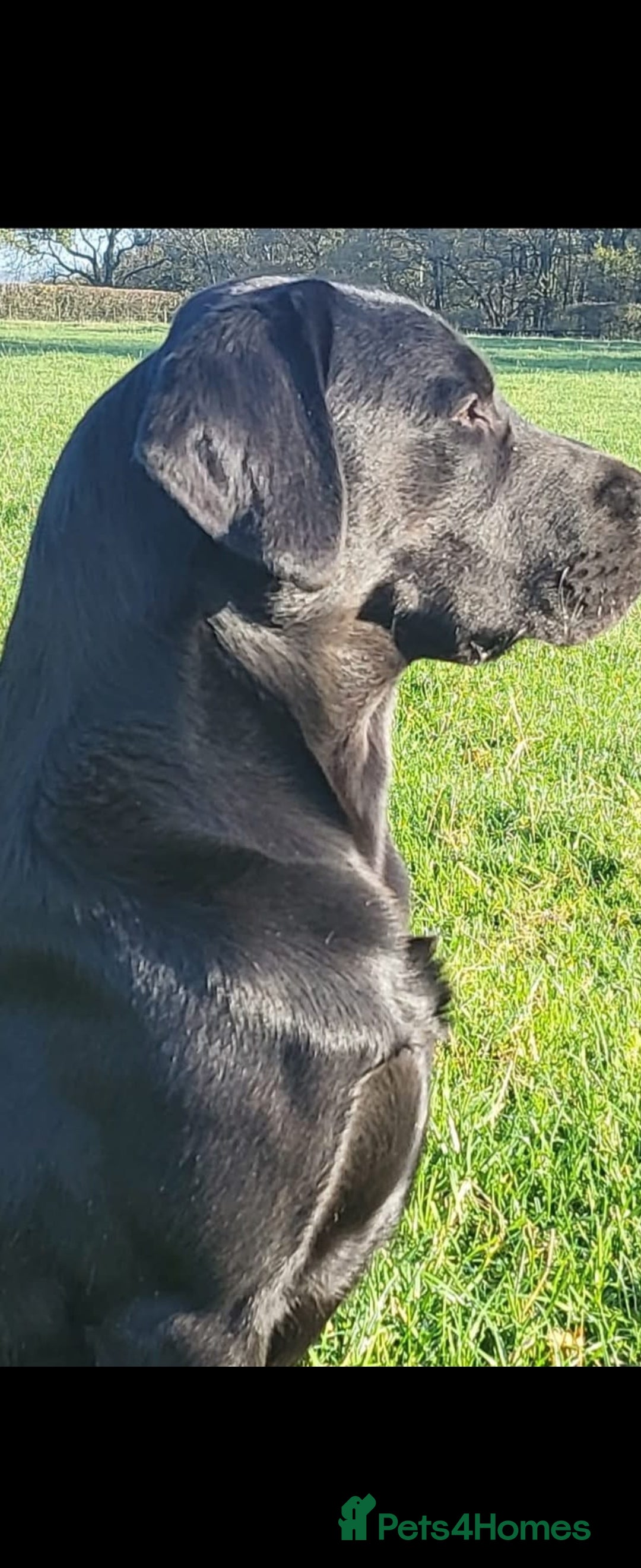 Labrador Retriever dogs for stud: Stunning KC registered Black Labrador  - Image 2