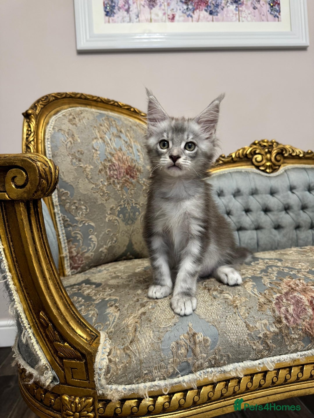 Maine Coon cats for sale: XXL Russian bloodline Maine Coon Kittens 20+Gen!🏆 - Image 29