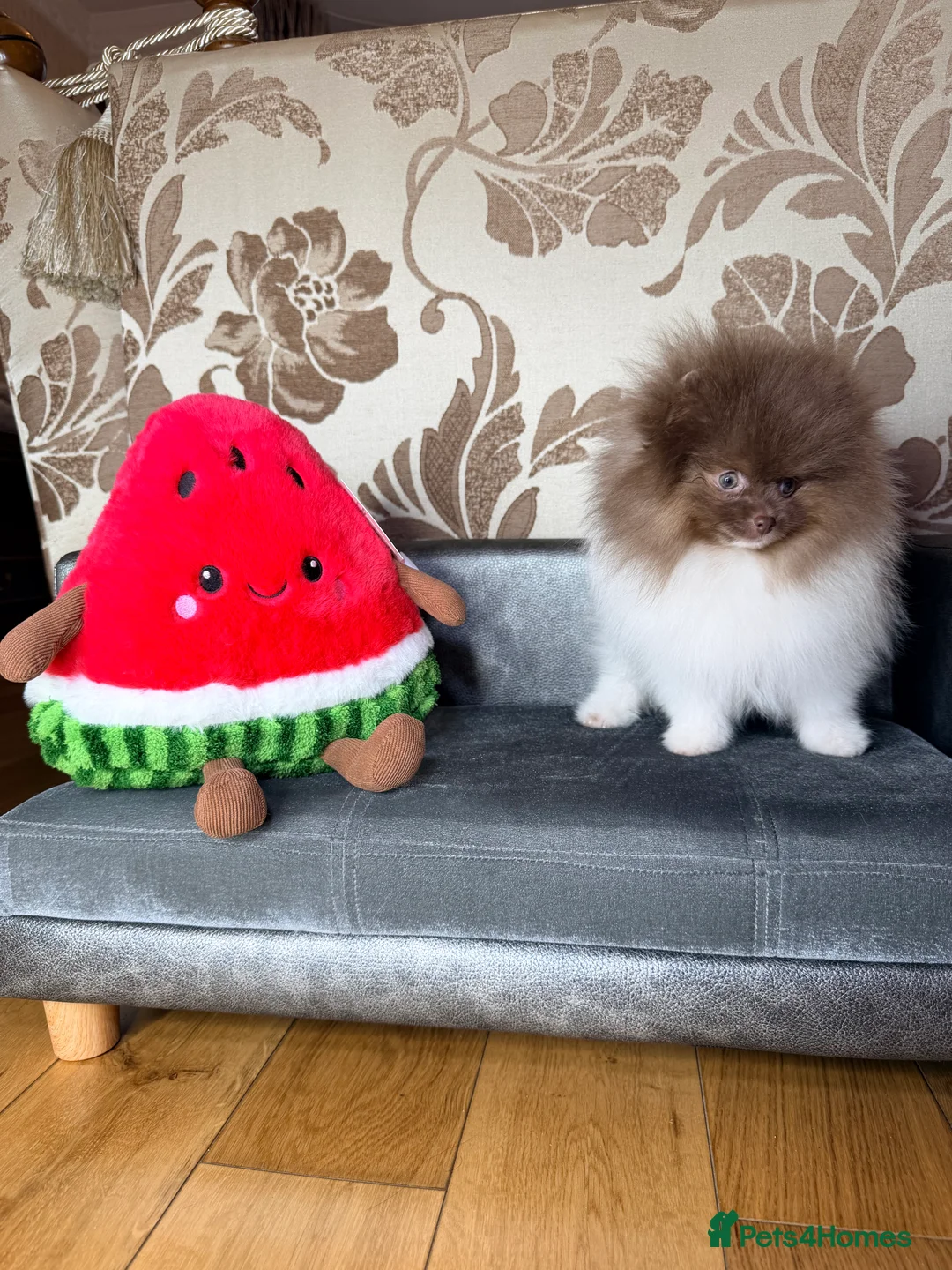 Pomeranian dogs for sale: Exclusive Lilac Party color Pomeranian Boy - Advert 33