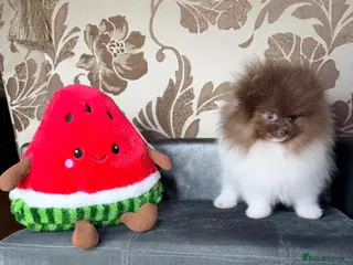 Pomeranian dogs Exclusive Lilac Party color Pomeranian Boy - Advert 3