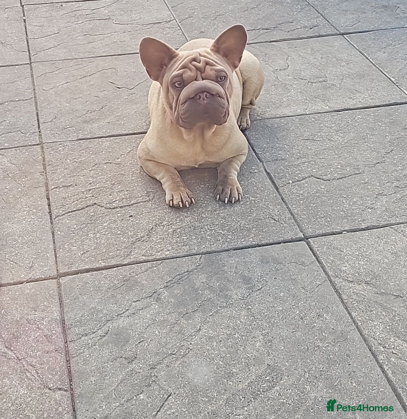 French Bulldog dogs Frenchie pumpkin - Advert 2