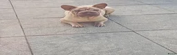 French Bulldog dogs for sale: Frenchie pumpkin in Dagenham - Advert 1