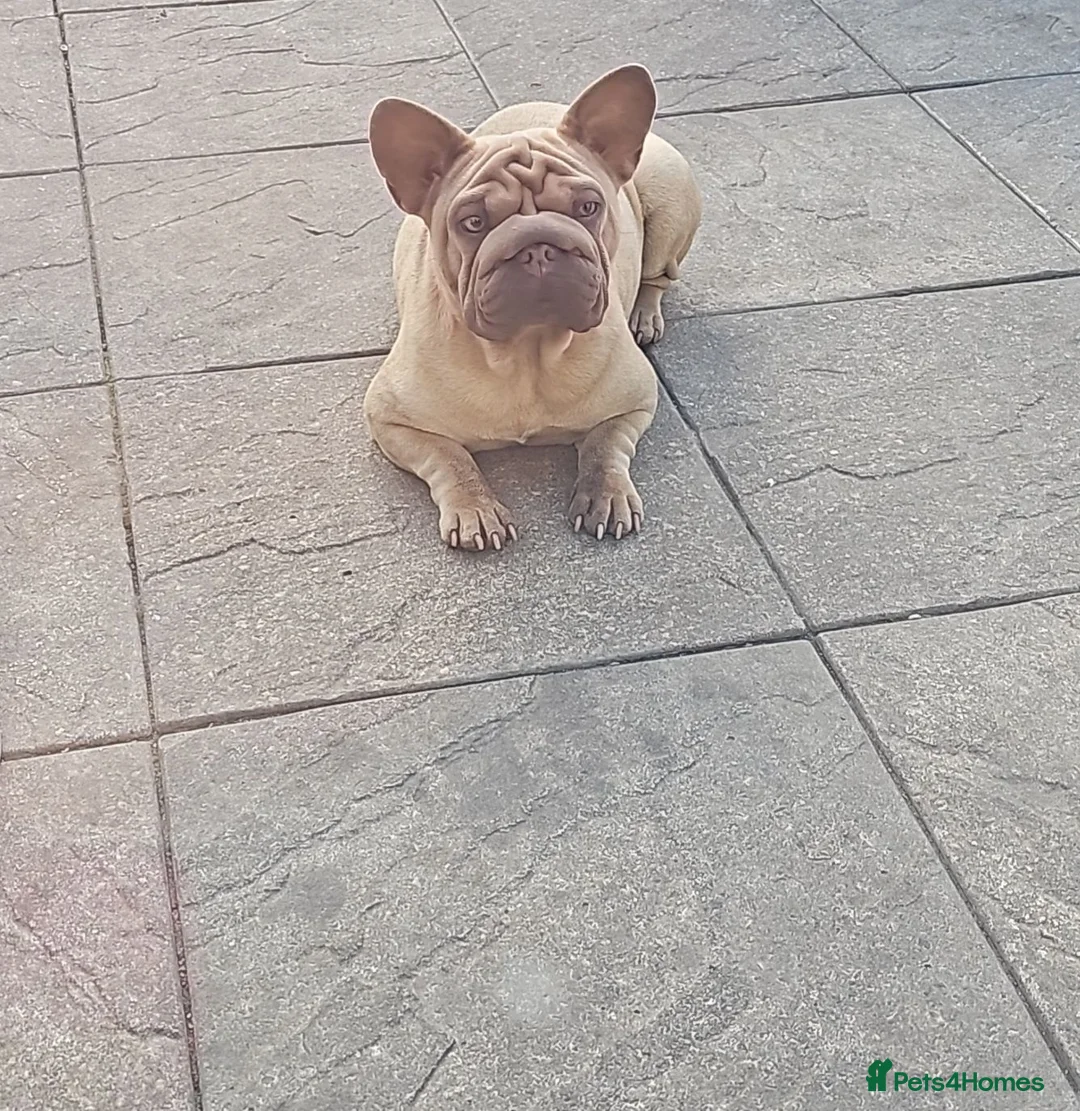 French Bulldog dogs for sale: Frenchie pumpkin in Dagenham - Advert 1