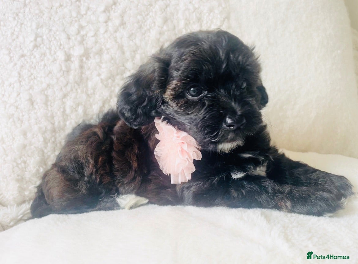 Maltipoo dogs Stunning F1 Toy Maltipoo Puppies - Boy & Girl - Advert 2