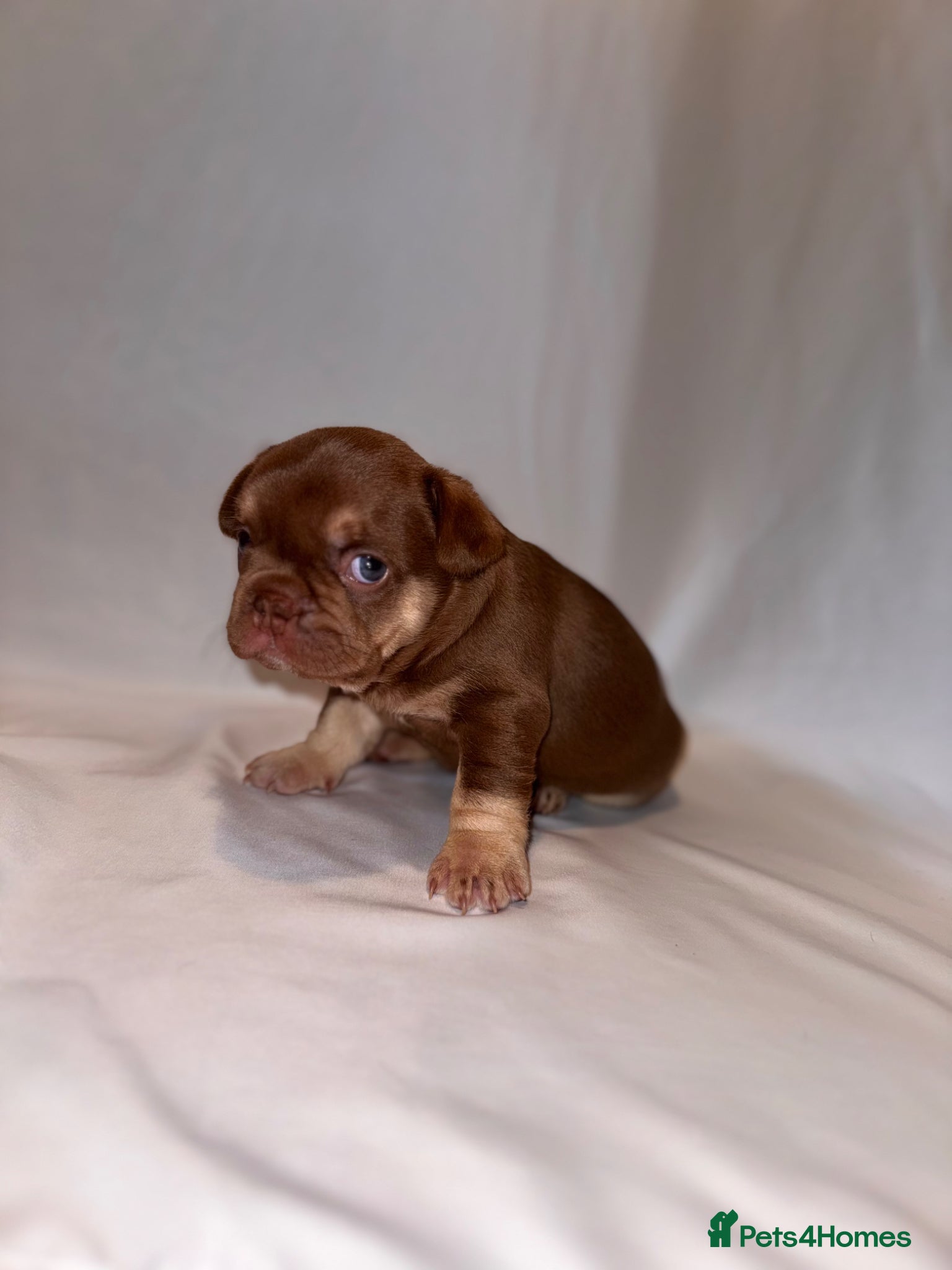 French Bulldog dogs for sale: Exceptional French Bulldog Puppies in Bristol - Advert 2