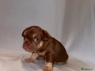 French Bulldog dogs Exceptional French Bulldog Puppies - Advert 2