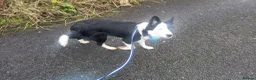 Border Collie dogs for sale: Callie needs a new home  - Advert 8