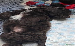 Cockapoo dogs for sale: last F1 boy ready now - Image 6