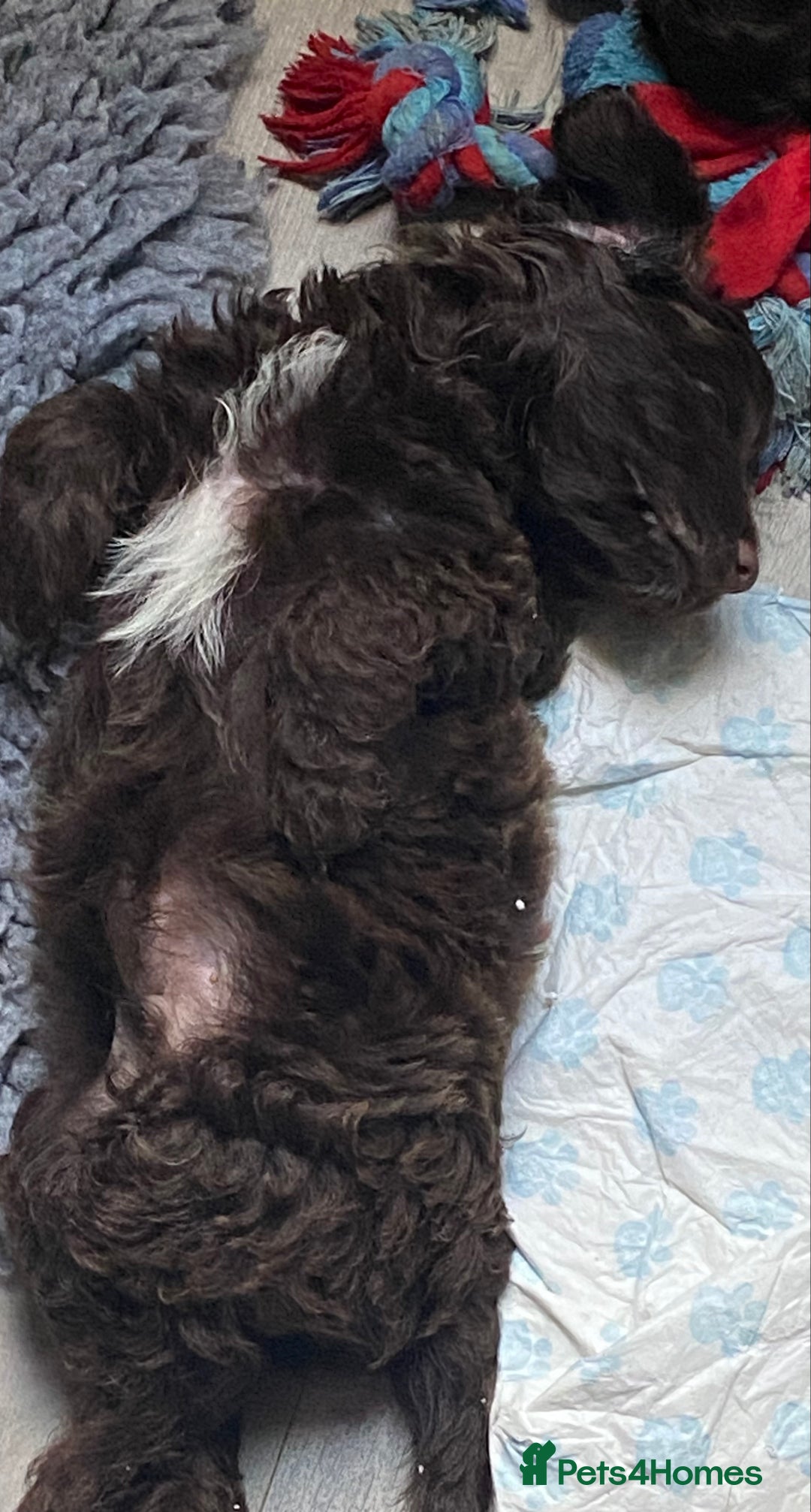 Cockapoo dogs for sale: last F1 boy ready now - Image 6