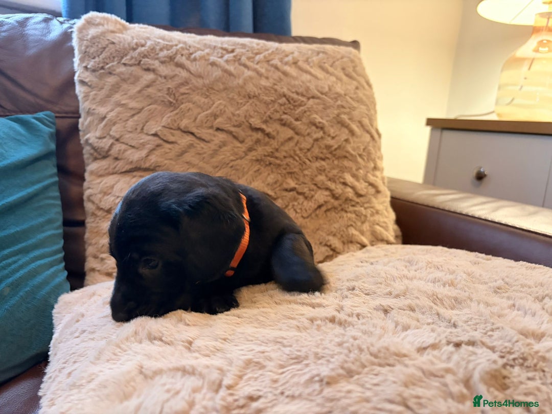 Labradoodle dogs for sale: 7 beautiful labradoodle puppies wanting a home - Advert 14