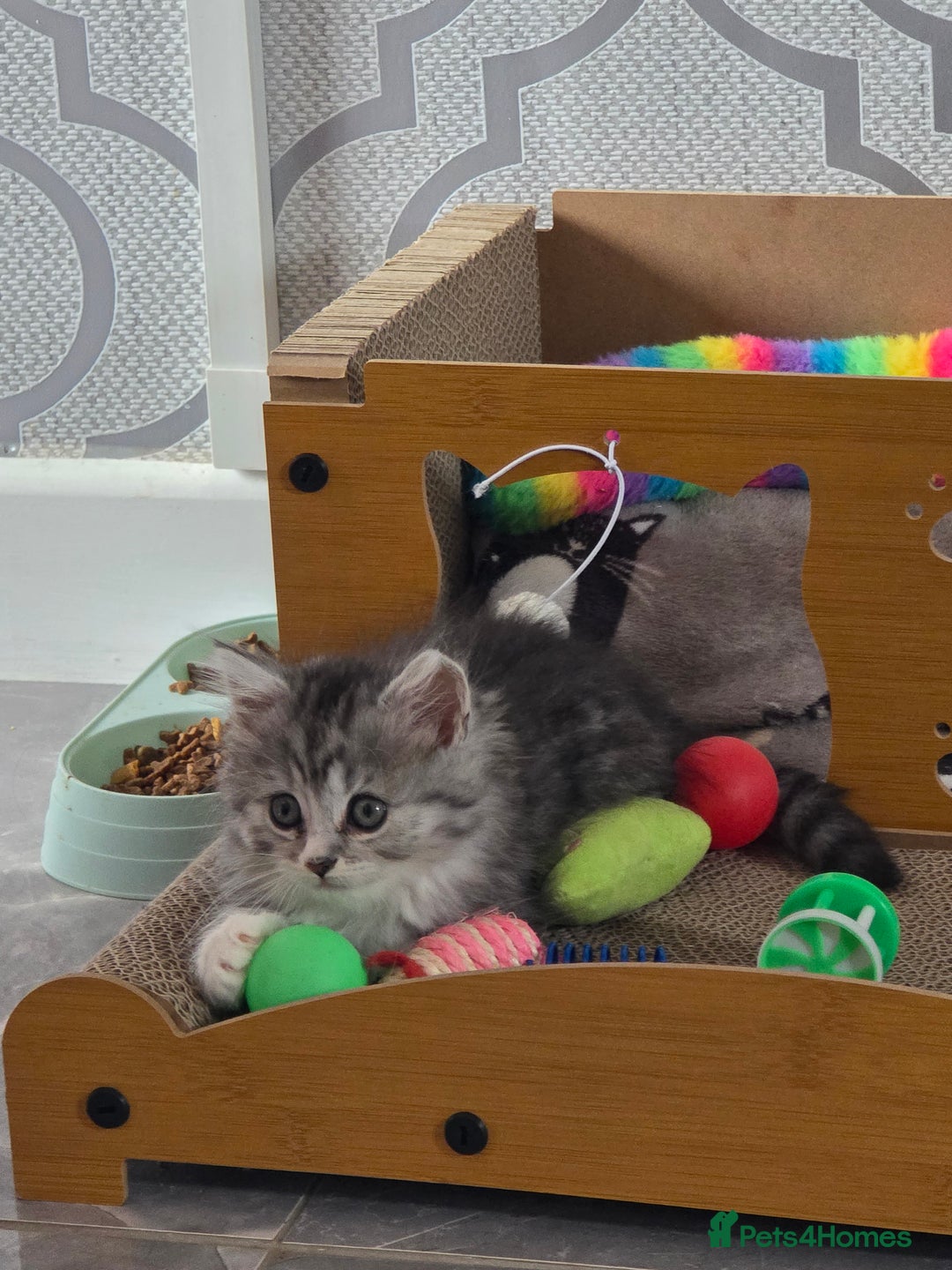 British Shorthair cats for sale: Norwegian forest cat x - Image 11