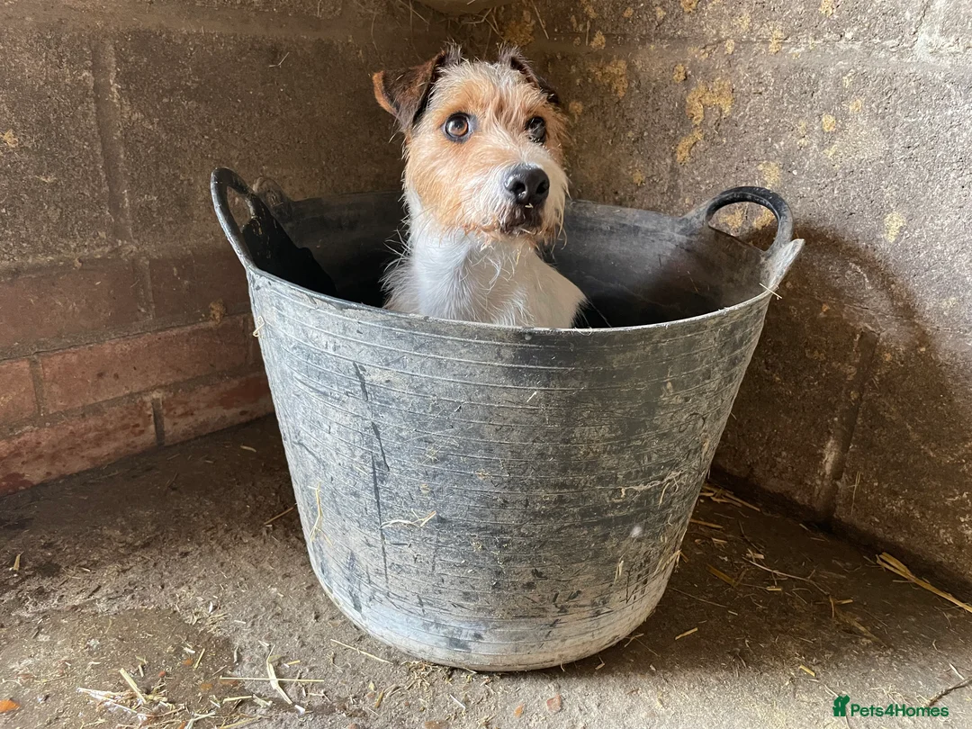 Jack Russell dogs for stud: Jack Russell for Stud in Ipswich - Advert 7