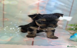 Yorkshire Terrier dogs for sale: Pedigree Yorkshire Terrier Puppies - Image 3