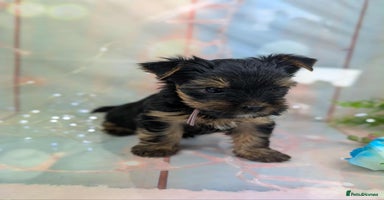 Yorkshire Terrier dogs - Advert 2