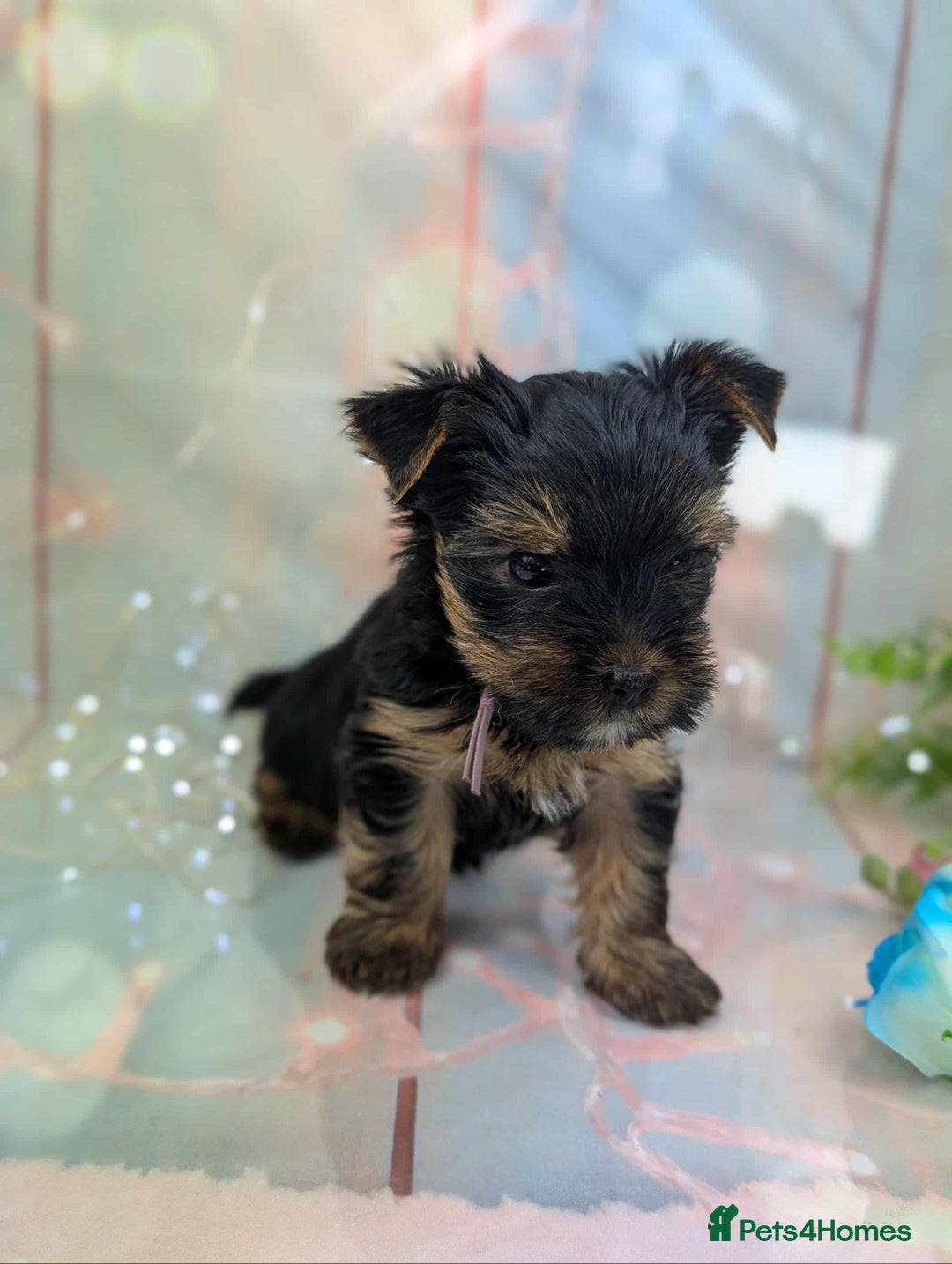 Yorkshire Terrier dogs for sale: Pedigree Yorkshire Terrier Puppies - Image 3