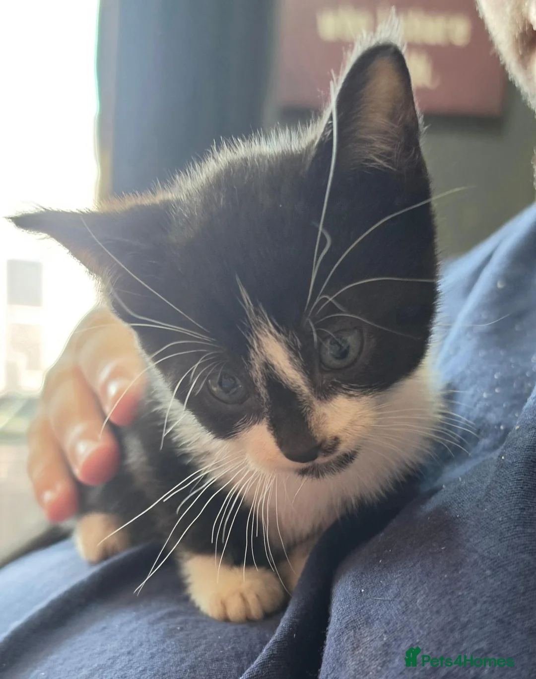 Mixed Breed cats for sale: Four adorable kittens - Advert 20