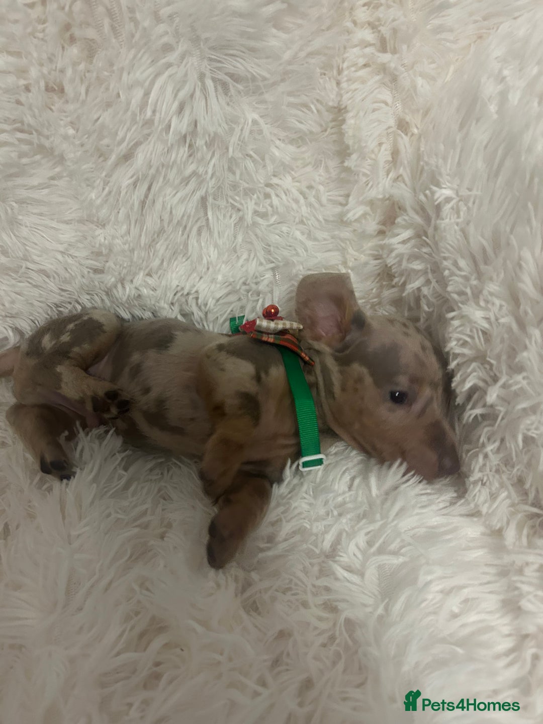Miniature Dachshund dogs for sale: miniature dachshund puppies - Image 15