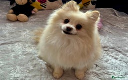 Pomeranian dogs for adoption: Sarah’s Story: From Misery to Hope - Image 6