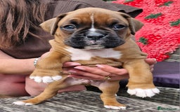 Boxer dogs for sale: Full pedigree boxer puppies  - Image 5