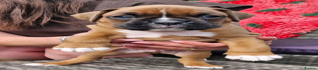 Boxer Puppy 4
