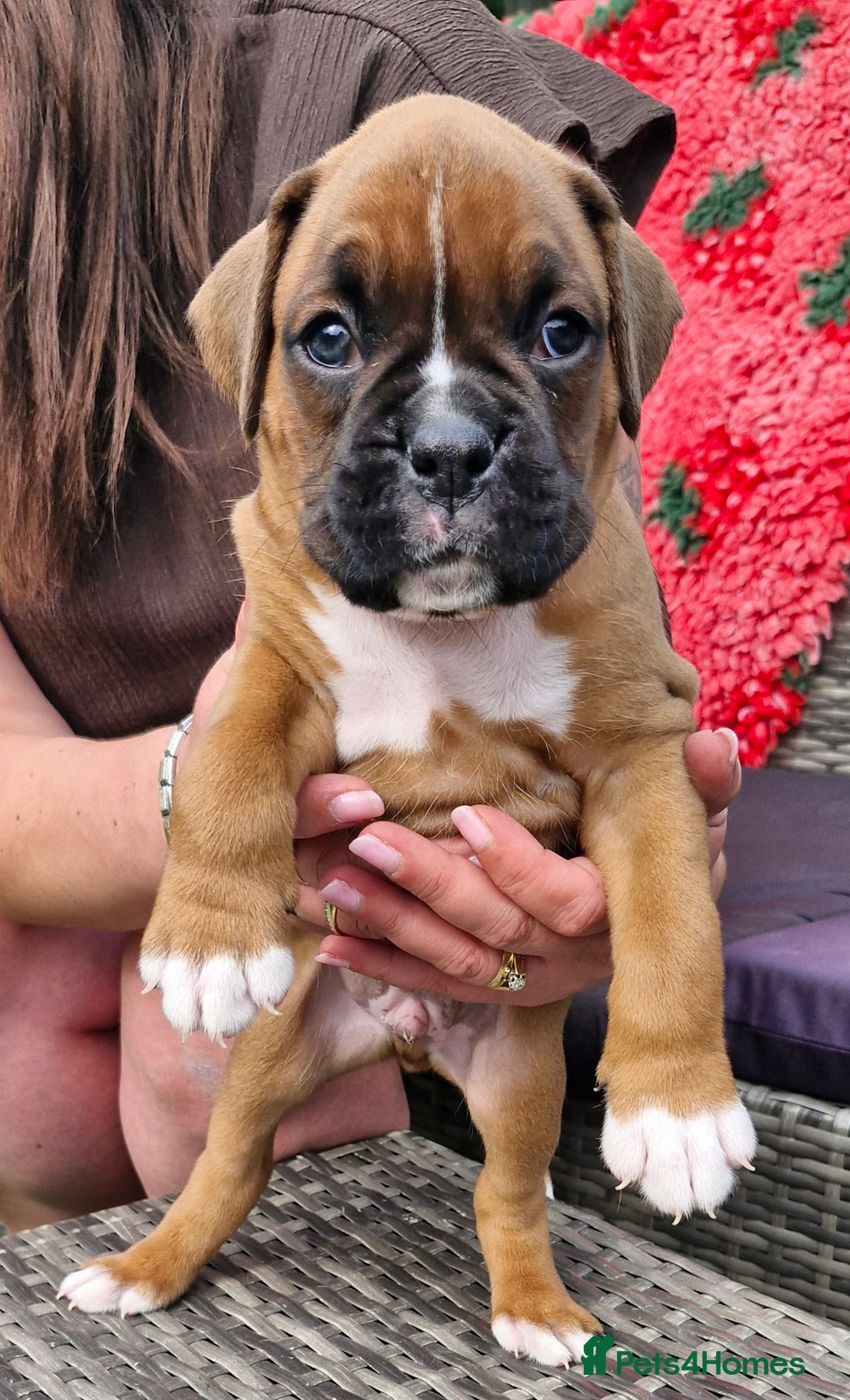 Boxer dogs for sale: Full pedigree boxer puppies  - Image 5