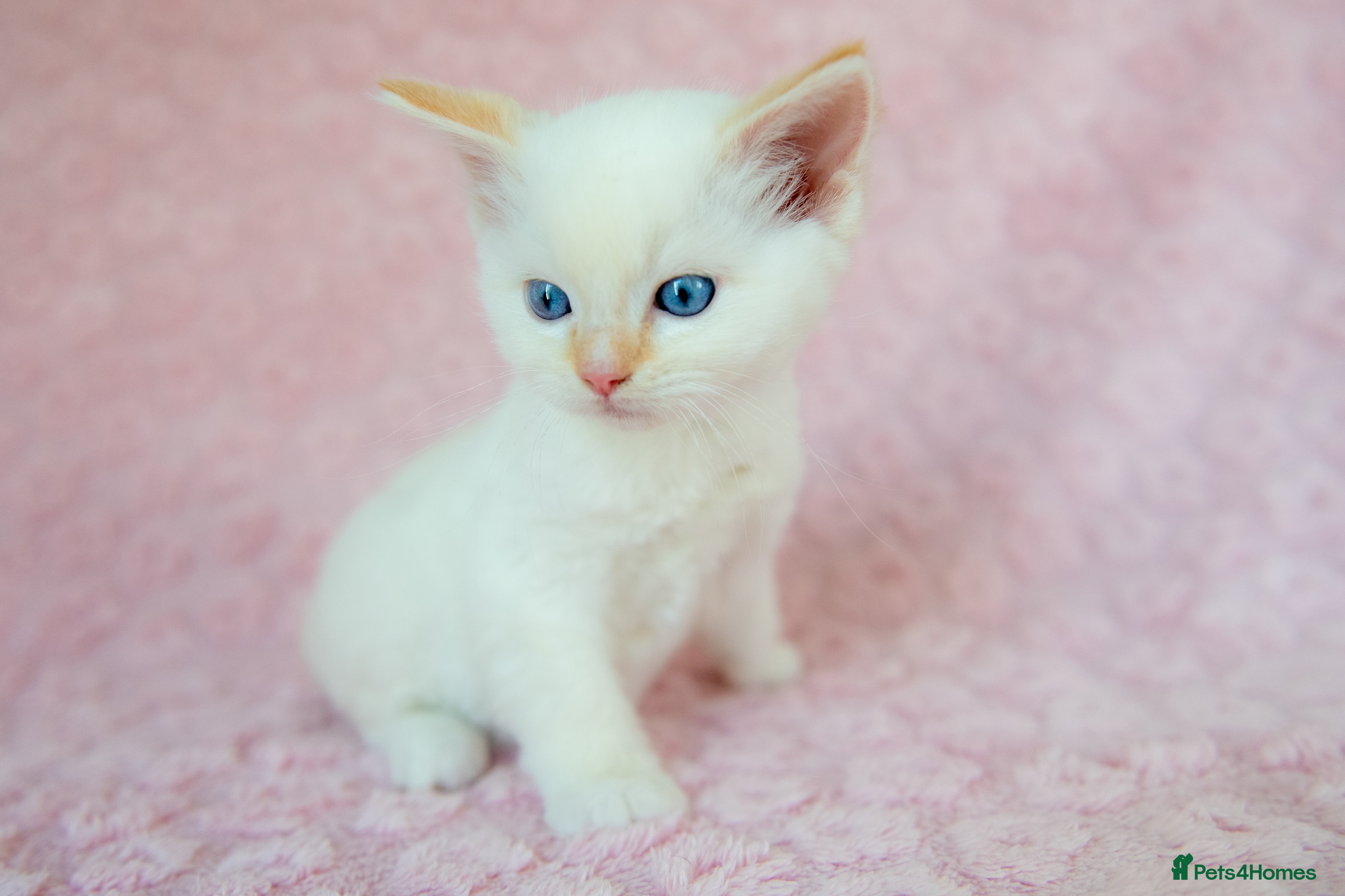 Ragdoll cats Stunning Ragdolls Available Now. - Advert 1