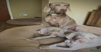 Weimaraner dogs - Advert 5