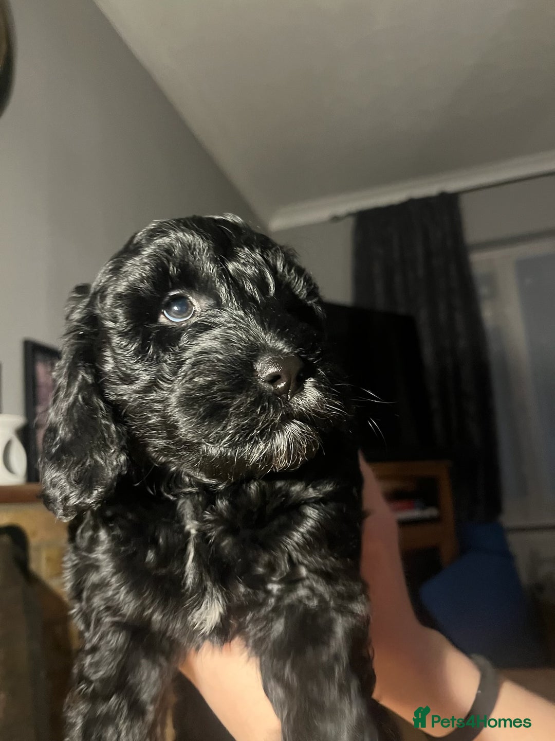 Cockapoo dogs for sale: Adorable Cockapoo Puppies - First Litter  - Advert 11