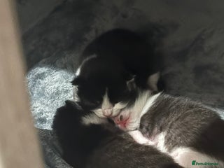 Ragdoll cats Ragdoll X Kittens - Advert 3