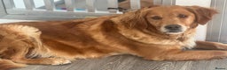 Golden Retriever dogs for sale: Dark Golden KC registered Golden retrievers - Advert 3